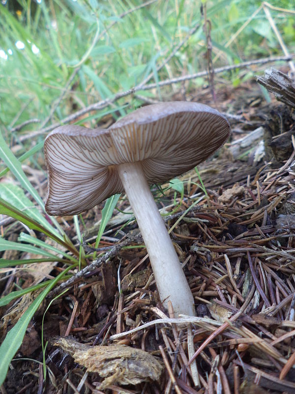 štítovka čiernolupeňová Pluteus atromarginatus (Konrad) Kühner