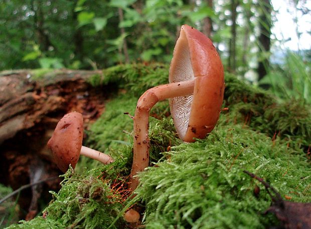 štítovka šarlátová Pluteus aurantiorugosus (Trog) Sacc.