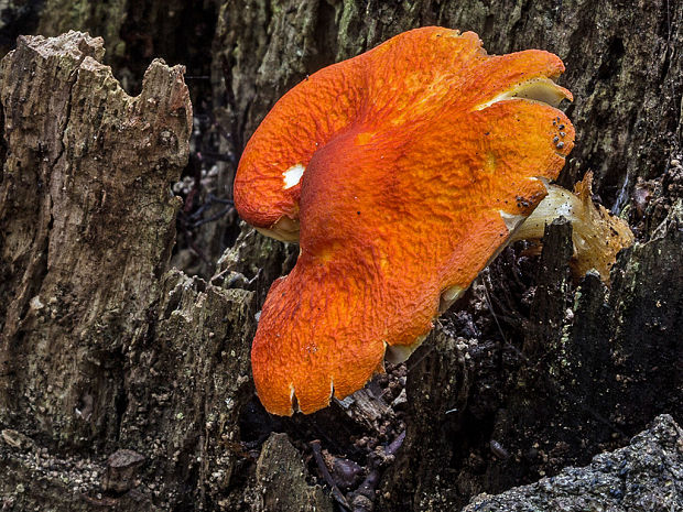 štítovka šarlátová Pluteus aurantiorugosus (Trog) Sacc.