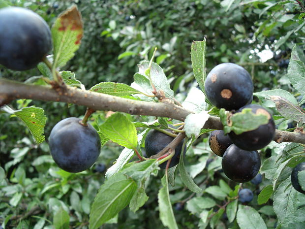 trnka obyčajná Prunus spinosa L.