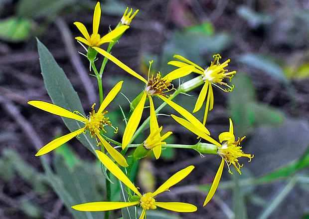 starček vajcovitolistý Senecio ovatus (P. Gaertn., B. Mey. et Scherb.) Willd.