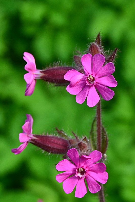 silenka červená Silene dioica (L.) Clairv.