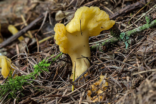 lopatička žltkastá Spathularia flavida Pers.