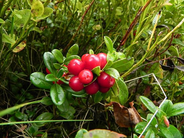 brusnica pravá Vaccinium vitis-idaea L.