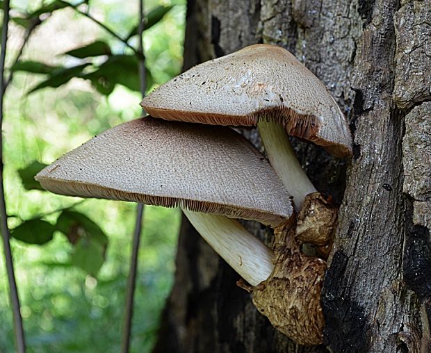 pošvovec stromový Volvariella bombycina (Schaeff.) Singer