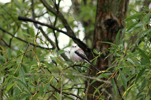 mlynárka dlhochvostá Aegithalos caudatus