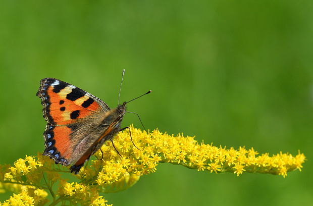 babôčka pŕhlavová Aglais urticae