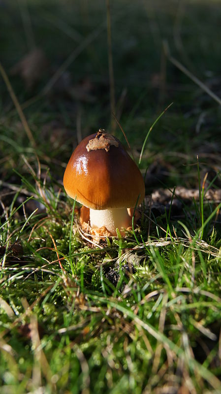 muchotrávka  Amanita argentea Huijsman