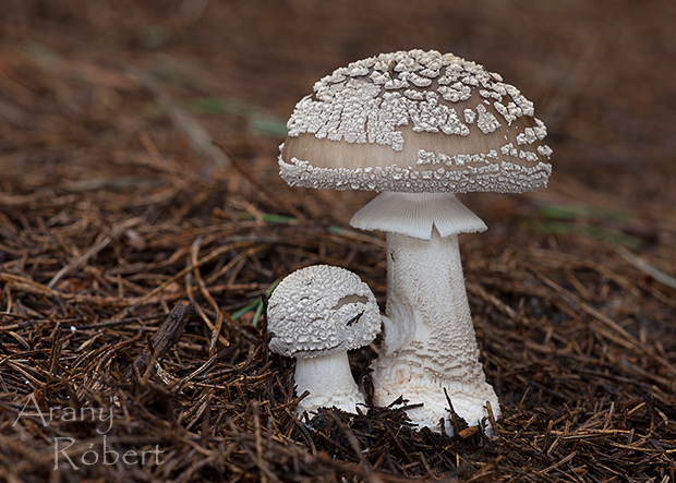 muchotrávka hrubá Amanita excelsa (Fr.) Bertill.