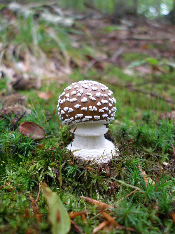 muchotrávka tigrovaná Amanita pantherina (DC.) Krombh.