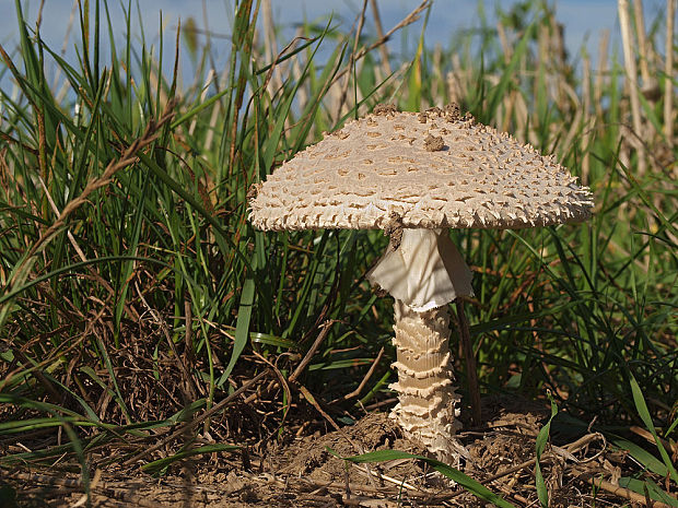 muchotrávka Vittadiniho Amanita vittadinii (Moretti) Vittad.