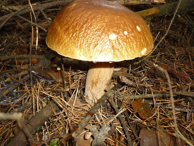 hríb smrekový Boletus edulis Bull.