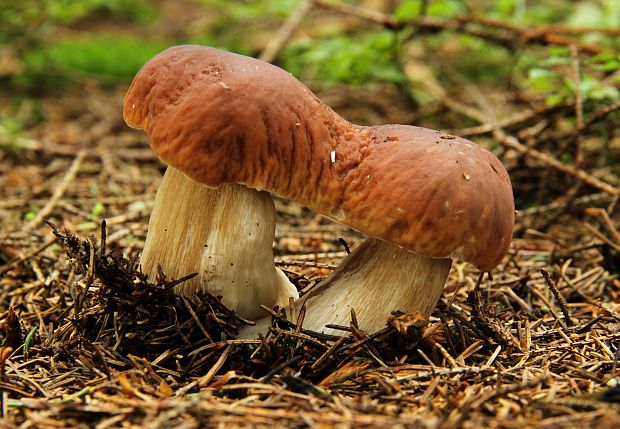 hríb smrekový Boletus edulis Bull.