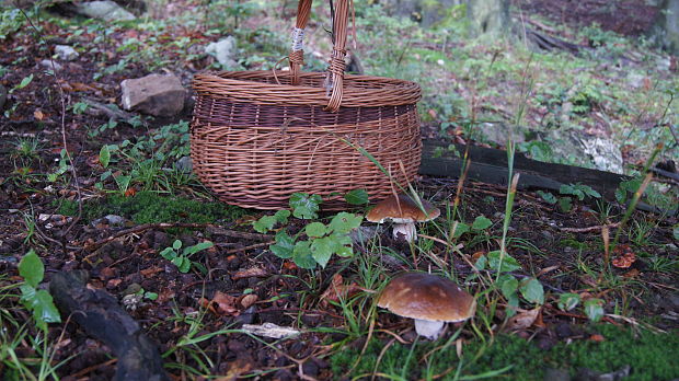 hríb smrekový Boletus edulis Bull.