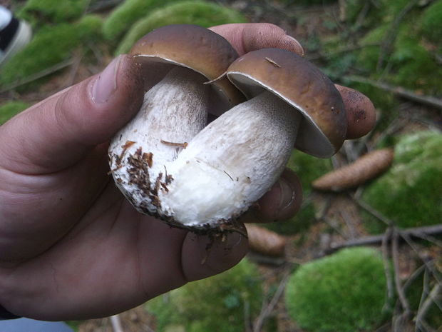 hríb smrekový Boletus edulis Bull.