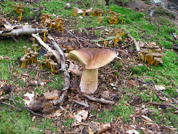 hríb smrekový Boletus edulis Bull.