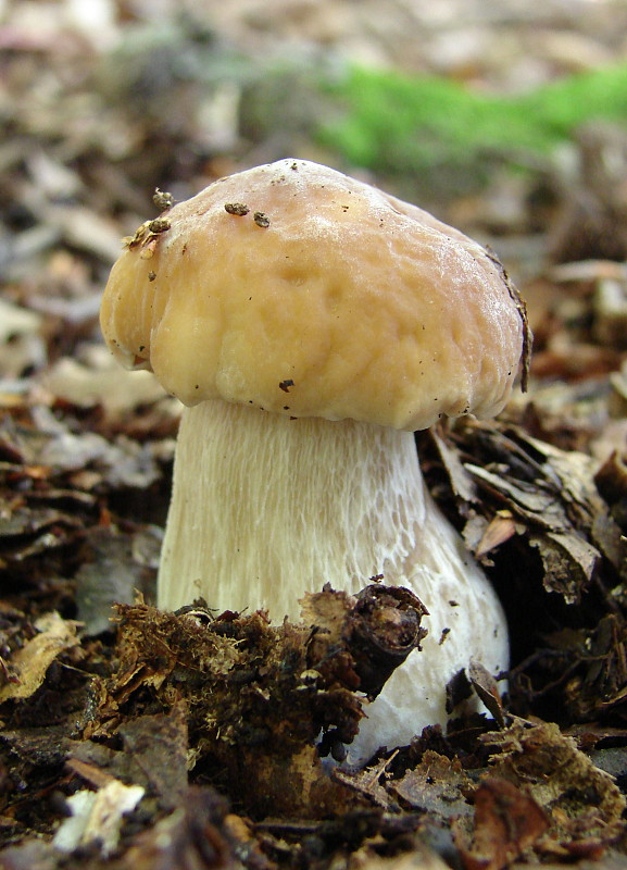 hríb smrekový Boletus edulis Bull.