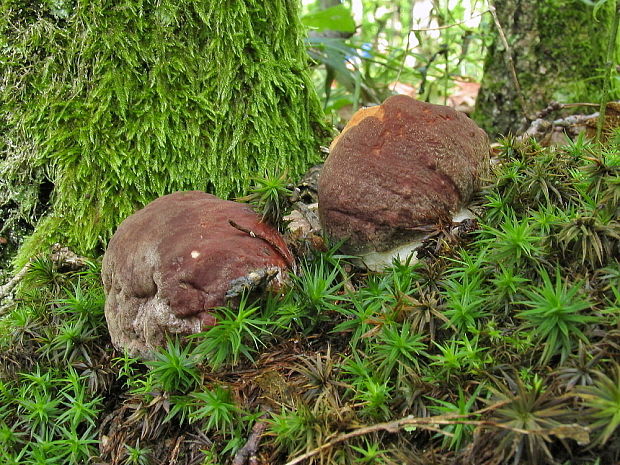 hríb sosnový Boletus pinophilus Pil. et Dermek in Pil.