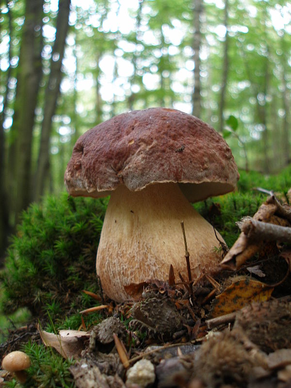 hríb sosnový Boletus pinophilus Pil. et Dermek in Pil.