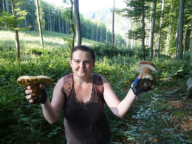 hríb dubový Boletus reticulatus Schaeff.