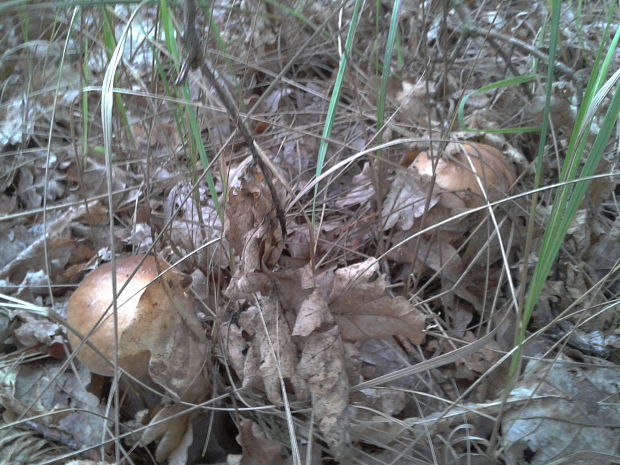 hríb dubový Boletus reticulatus Schaeff.