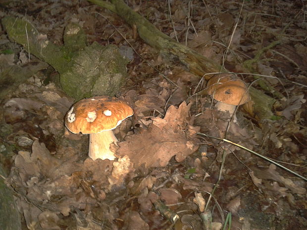 hríb dubový Boletus reticulatus Schaeff.