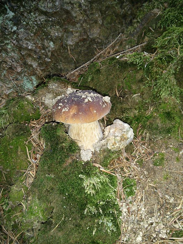 hríb dubový Boletus reticulatus Schaeff.