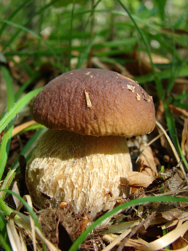 hríb dubový Boletus reticulatus Schaeff.