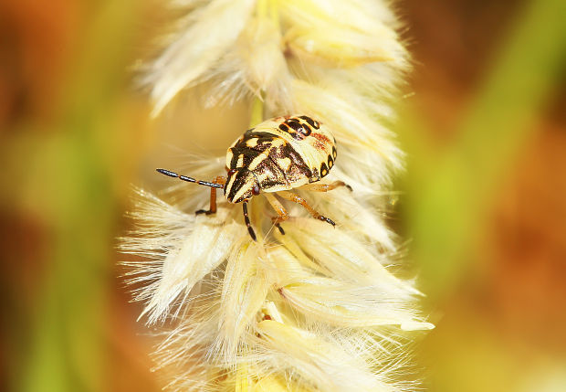 bzdocha menivá Carpocoris pudicus Poda