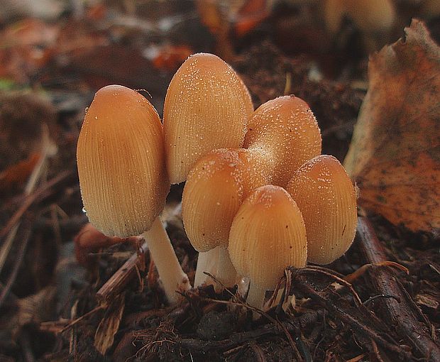 hnojník Coprinus sp.