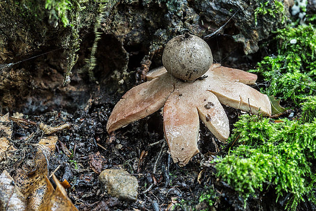 hviezdovka červenkastá Geastrum rufescens Pers.