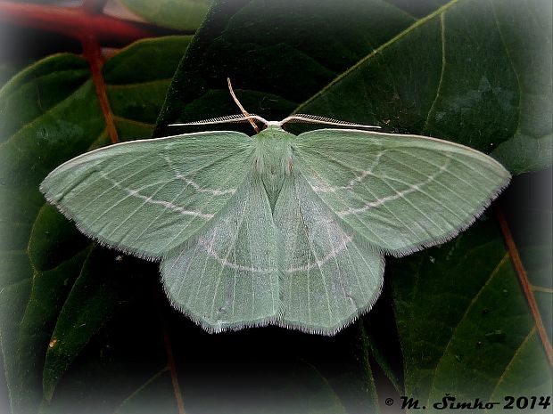 piadivka plamienková  Hemistola chrysoprasaria