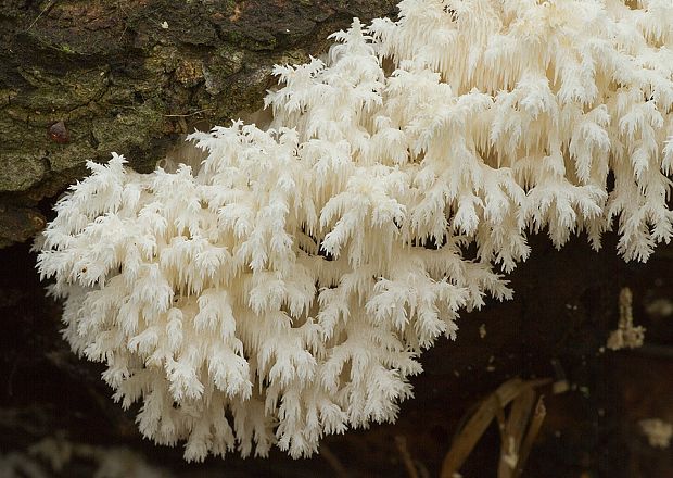 koralovec bukový Hericium coralloides (Scop.) Pers.