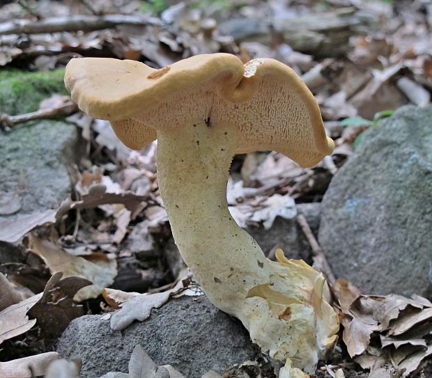 jelenka poprehýbaná Hydnum repandum L.