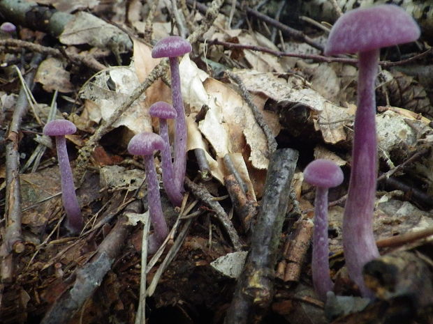 lakovka ametystová Laccaria amethystina (Huds.) Cooke