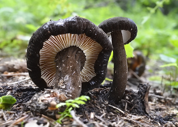 rýdzik čiernozamatový Lactarius lignyotus Fr.