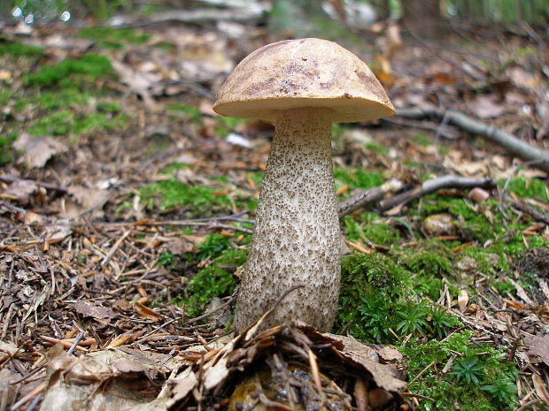 kozák brezový Leccinum scabrum (Bull.) Gray