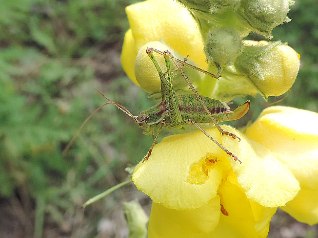 kobylka bielopása / kobylka bělopruhá ♀ Leptophyes albovittata Kollar, 1833