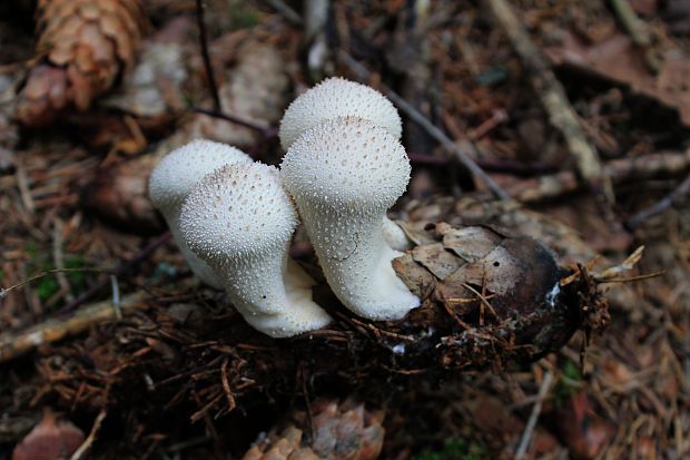 prášnica bradavičnatá Lycoperdon perlatum Pers.