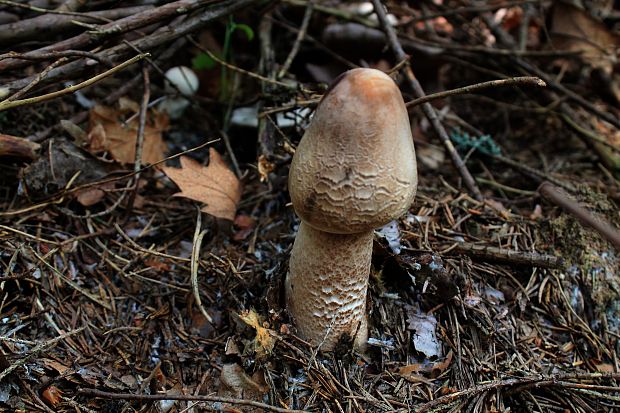 bedľa Macrolepiota sp.