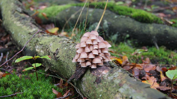 prilbička  Mycena aleuriosma J. Favre