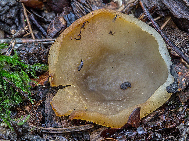 čiaška Peziza sp.