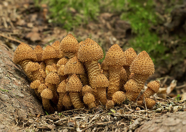 šupinovka šupinatá Pholiota squarrosa (Vahl) P. Kumm.