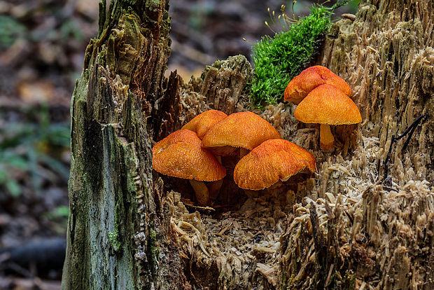 štítovka šarlátová Pluteus aurantiorugosus (Trog) Sacc.