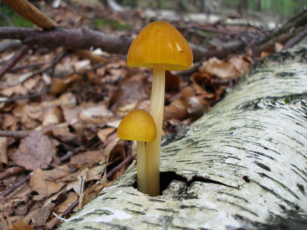 štítovka žltá Pluteus leoninus (Schaeff.) P. Kumm.