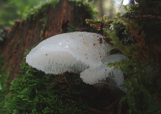 pajelenka želatínová Pseudohydnum gelatinosum (Scop.) P. Karst.