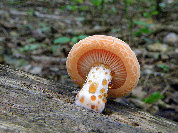 červenáčik obyčajný Rhodotus palmatus (Bull.) Maire