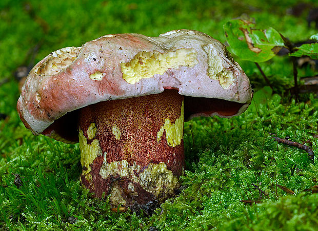 hríb purpurový Rubroboletus rhodoxanthus Kuan Zhao &amp; Zhu L. Yang