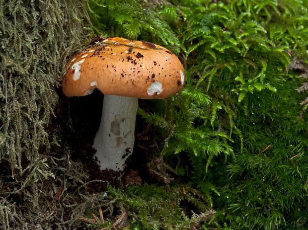 plávka odfarbená Russula decolorans (Fr.) Fr.