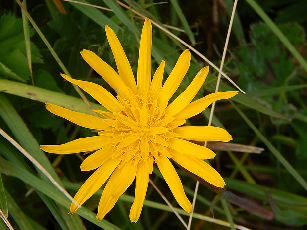 kozobrada lúčna Tragopogon pratensis L.